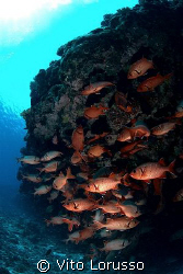 Fishs by Vito Lorusso 